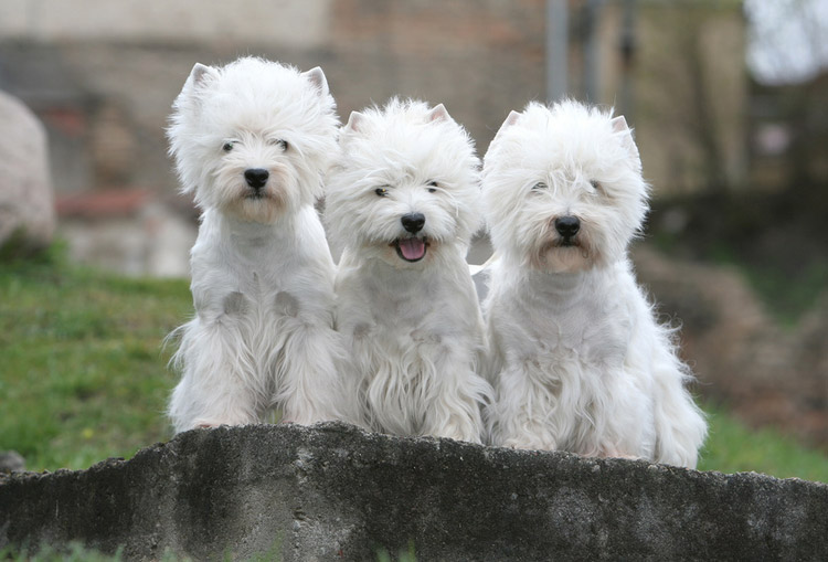 West Highland White Terrier
