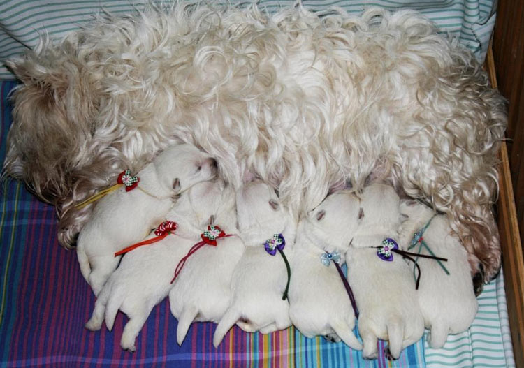 cachorros hembras y machos