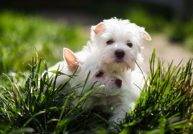 Cachorros de West Highland White Terrier