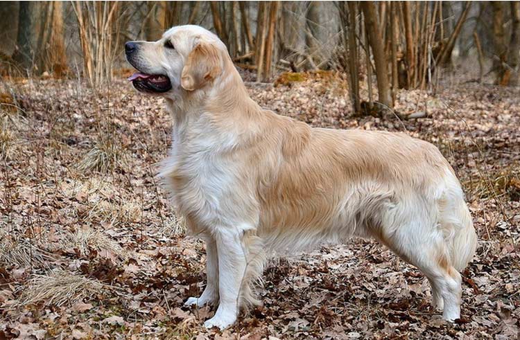 Estándar del Golden Retriever