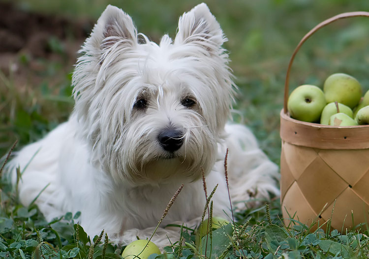 Alimentación del West Highland White Terrier