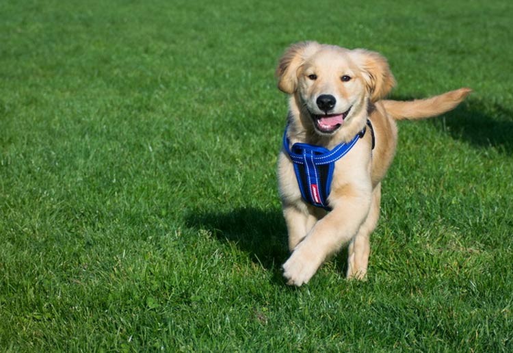 Cachorro de golden retriever