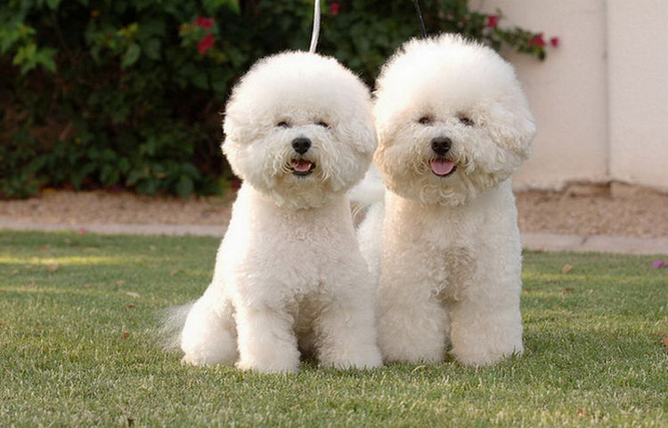 perros Bichón Frisé