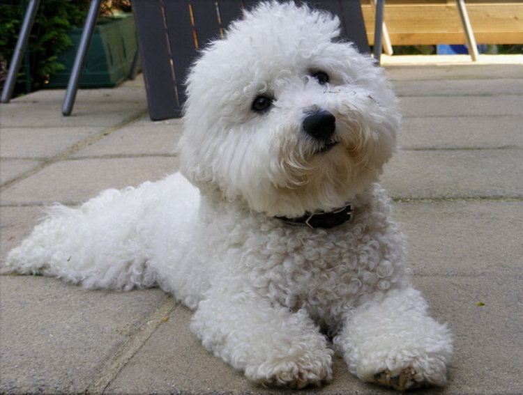 Cuidados del Bichón Frisé