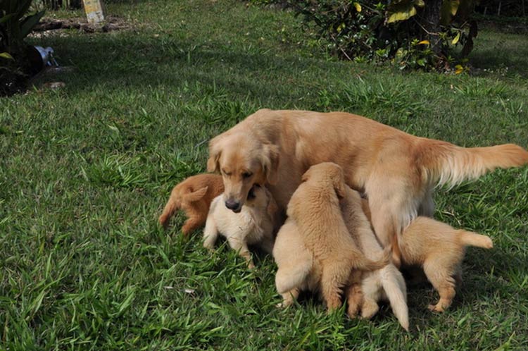 Familia de retriever