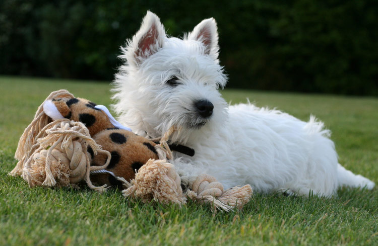 Adiestramiento del West Highland White Terrier