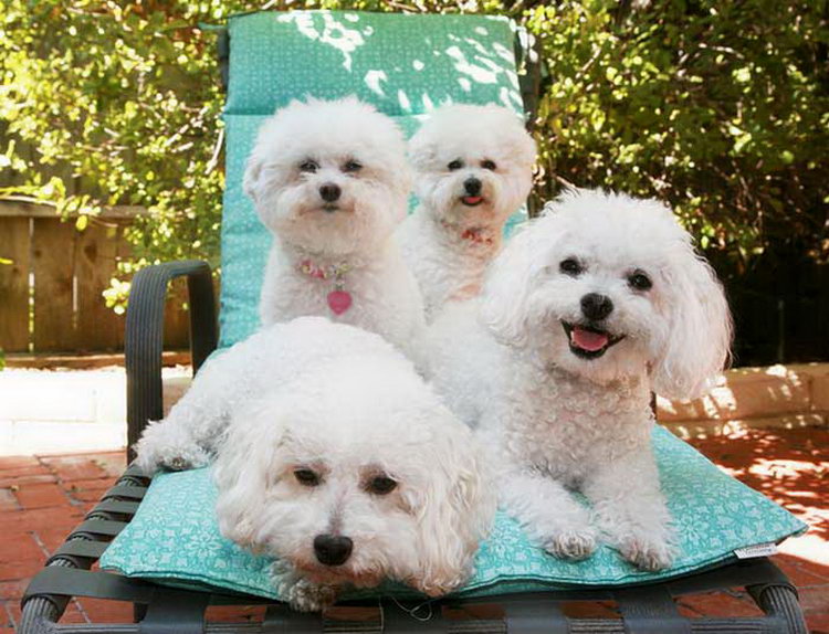 Carácter del Bichón Frisé
