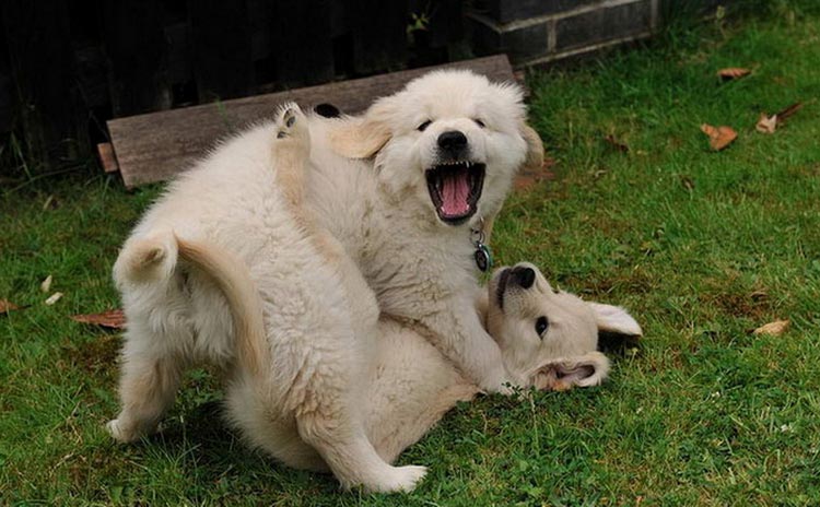 Cachorros de retriever de color claro