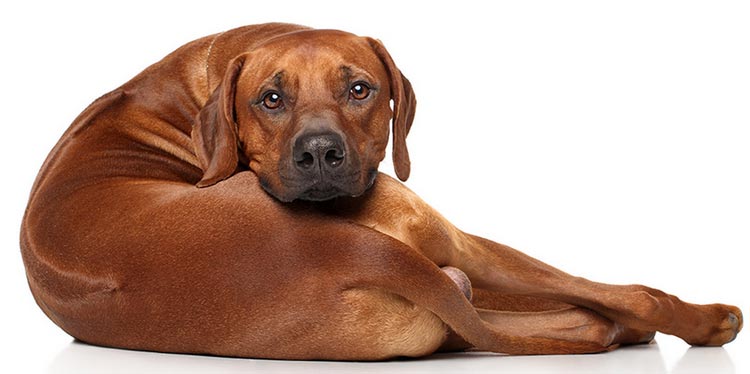 Foto de ridgeback de Rodesia