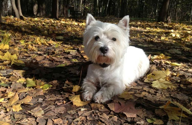 alimentación del West Highland White Terrier