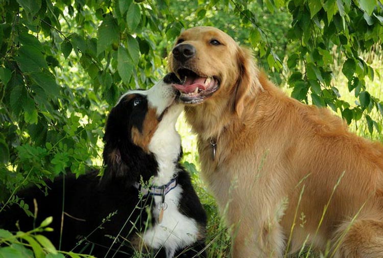 Carácter de los Golden Retrievers