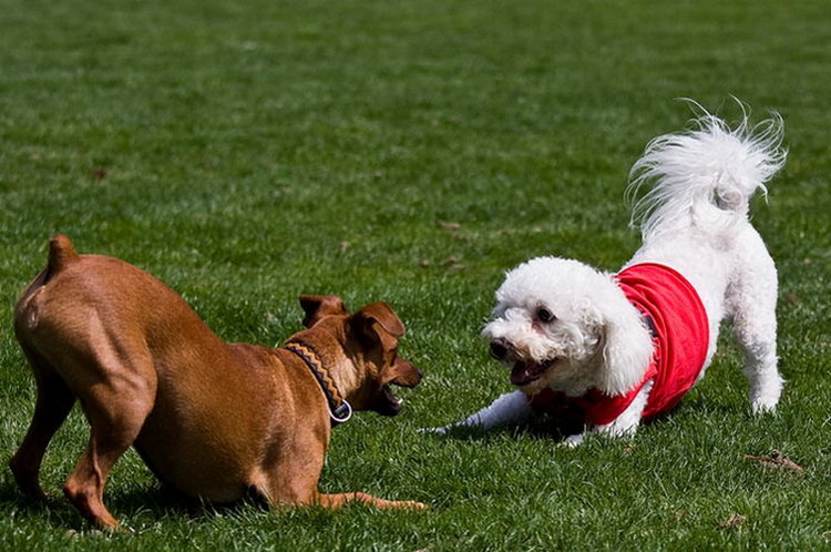 Juegos con el Bichón