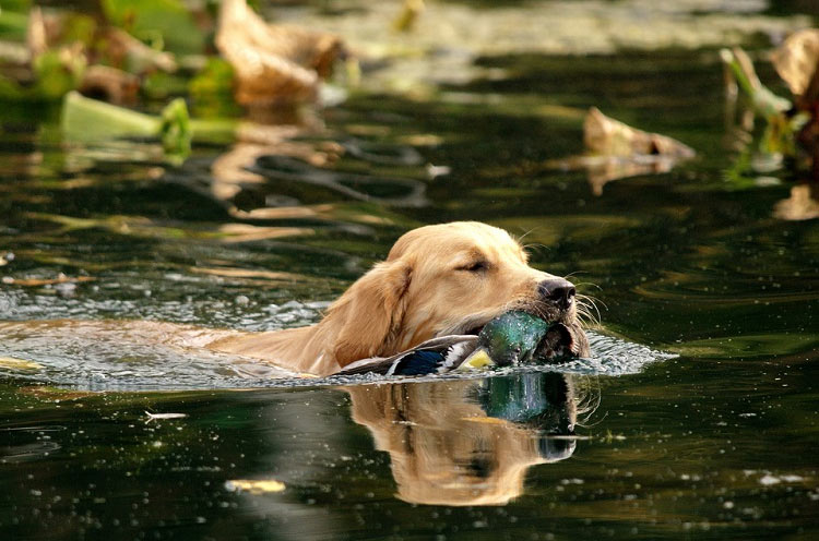 Caza con retriever