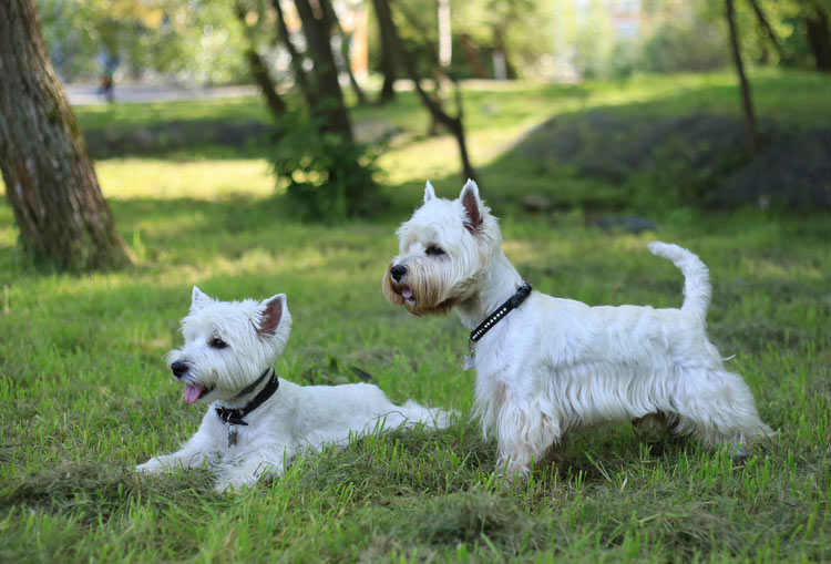 Cuidados del West Highland White Terrier