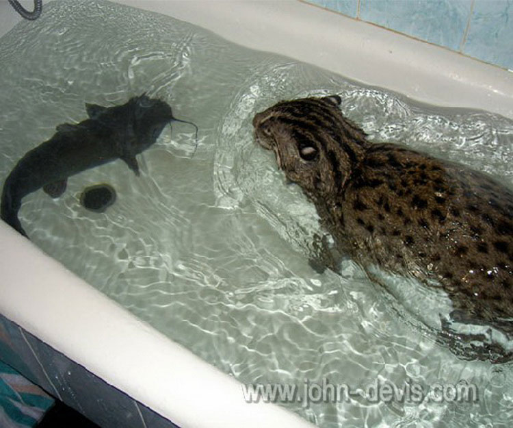 Gato pescador en el baño