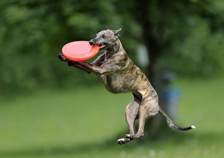 juegos con whippet