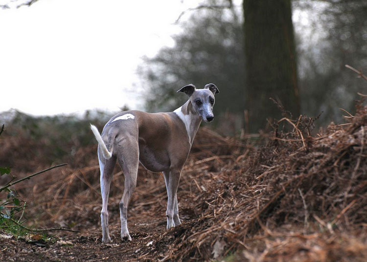 whippet
