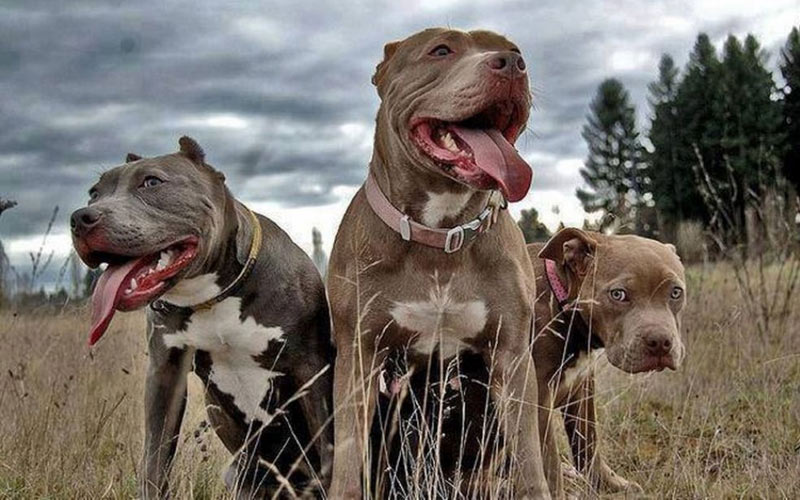 ¿Son agresivos los pitbulls y cómo educar a un cachorro?