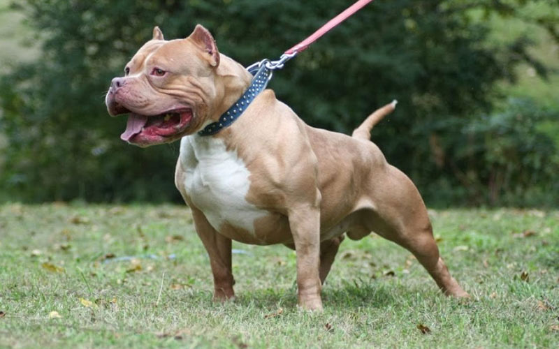 El carácter del pitbull - ¿Es agresiva la raza?