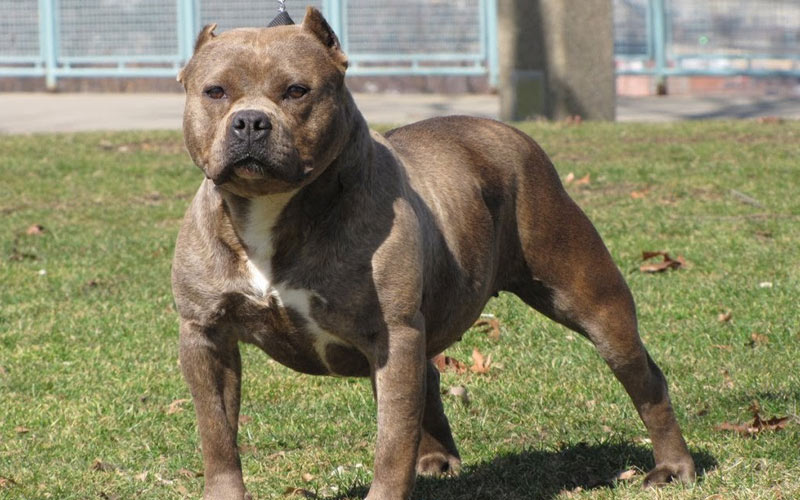 Por qué los pitbulls muestran agresividad