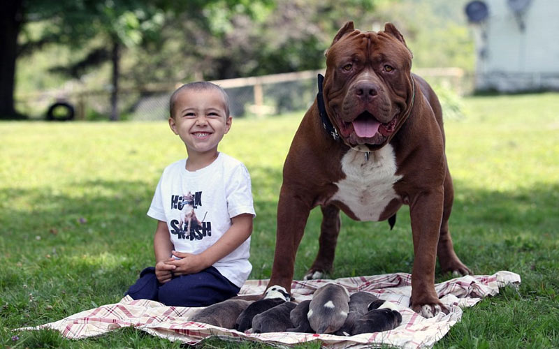 Reglas para la educación de pitbulls