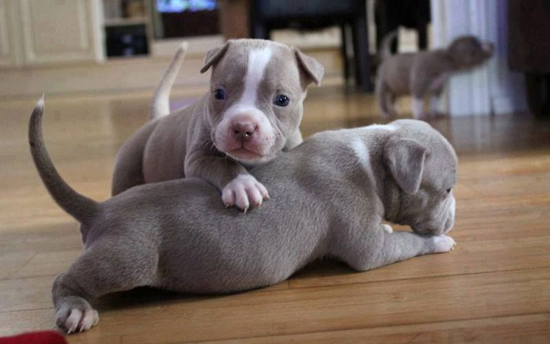 Cómo educar a un pitbull para que no sea agresivo