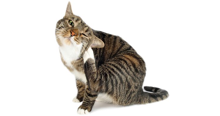 El gato se rasca