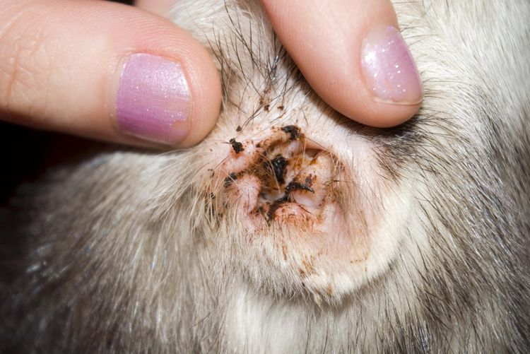 Otodectosis en gatos