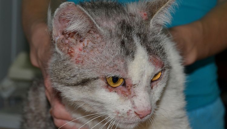 Sarcoptosis en gatos