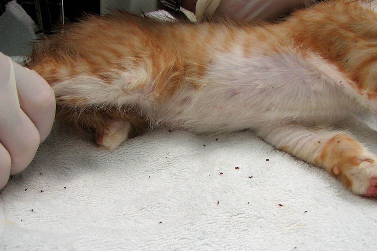 Pulgas en el gato