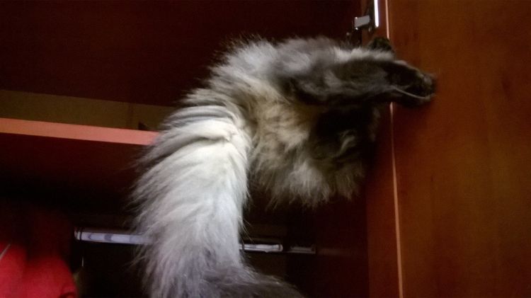 La gata se escondió en el armario