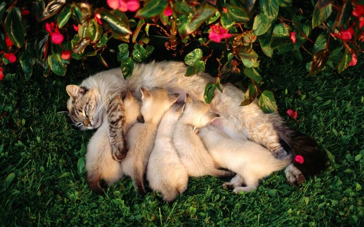 Gata con gatitos