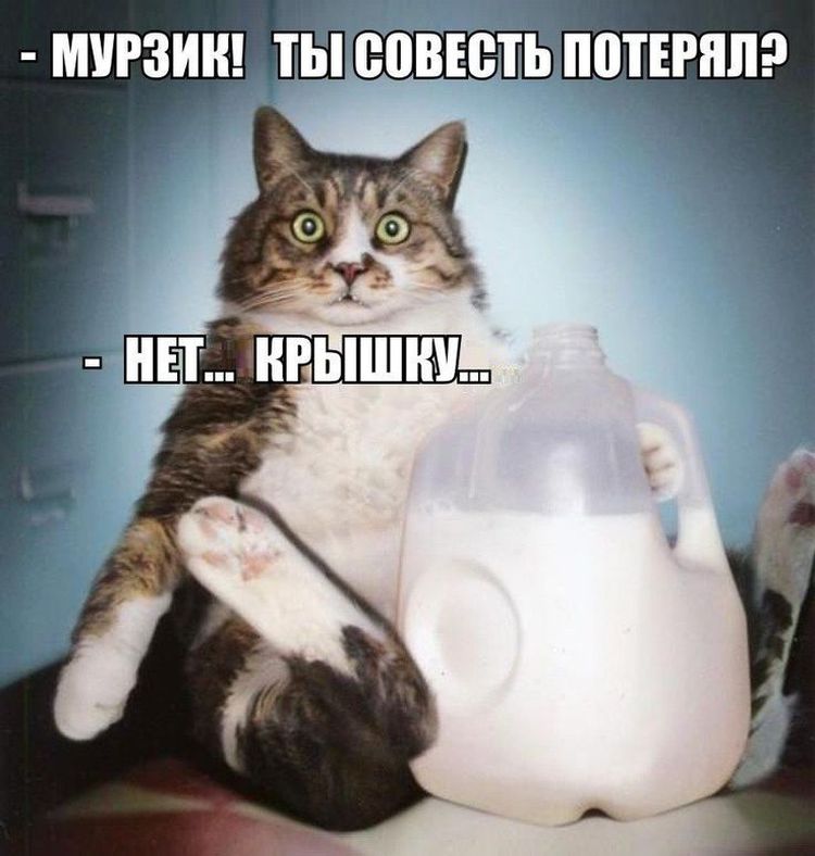 El gato y la botella de leche