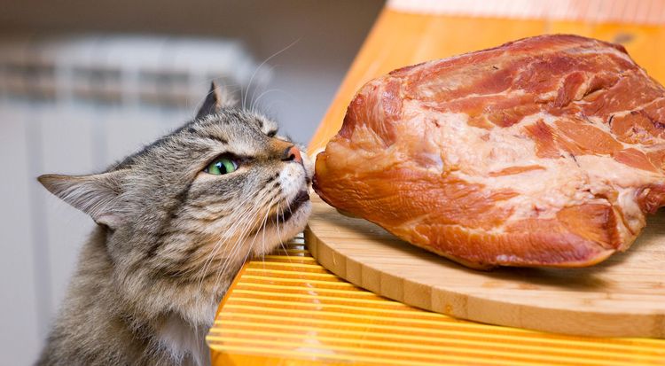El gato roba carne