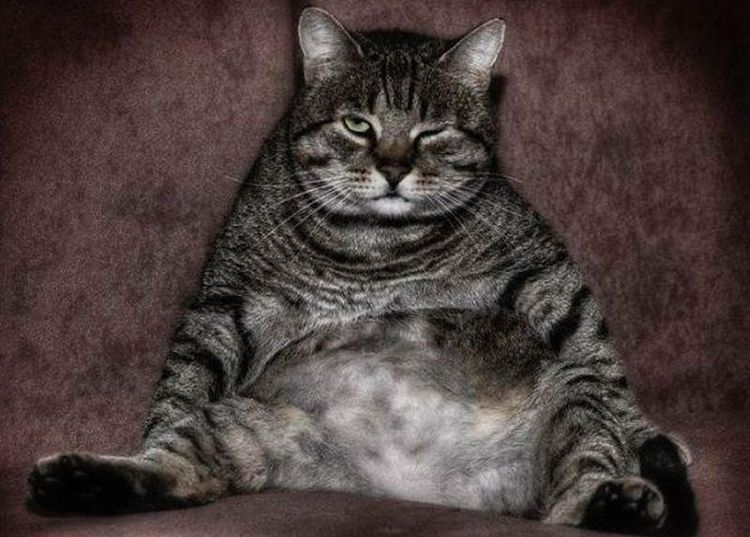 Gato muy gordo