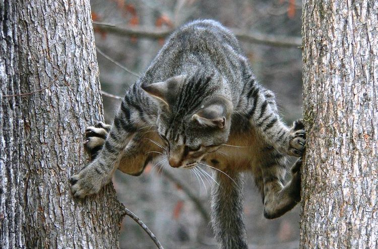 Gato entre árboles