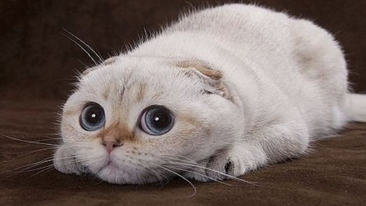 Gata de orejas caídas con ojos enormes