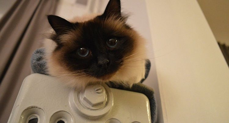 Gato en el radiador