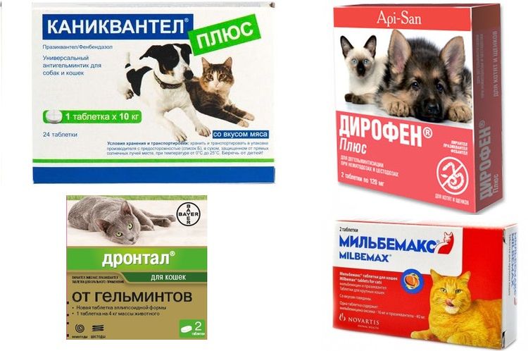 Medicamentos para el tratamiento de los ascáridos en gatos