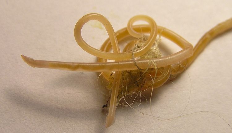 Toxocara mystax