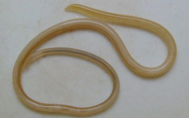 Toxacara catti