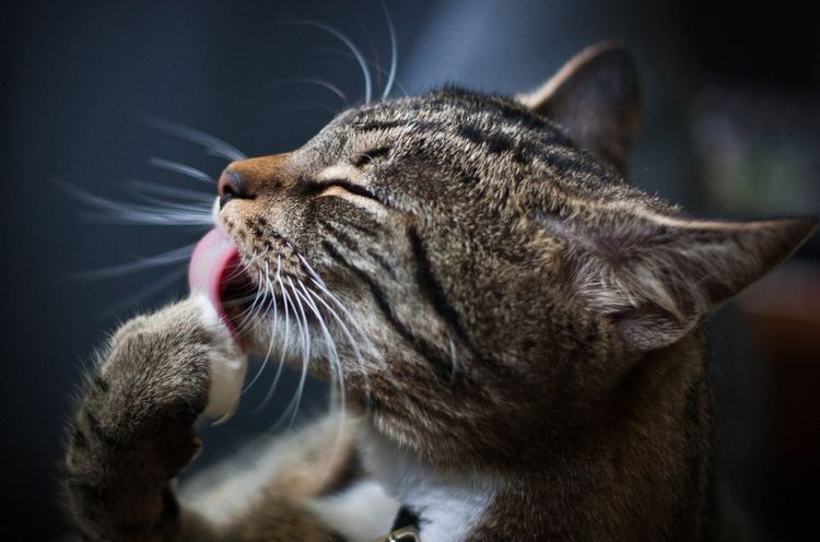 El gato se acicala