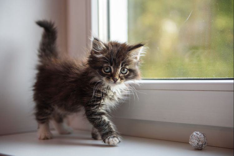 Inflamación abdominal en un gatito