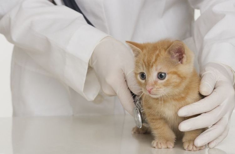 Gatito en el veterinario