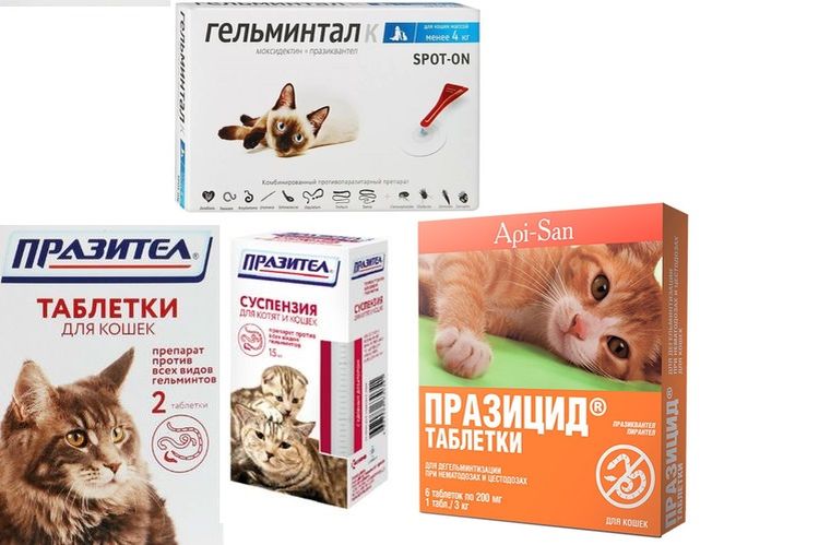 Medicamentos para el tratamiento de los ascáridos en gatos