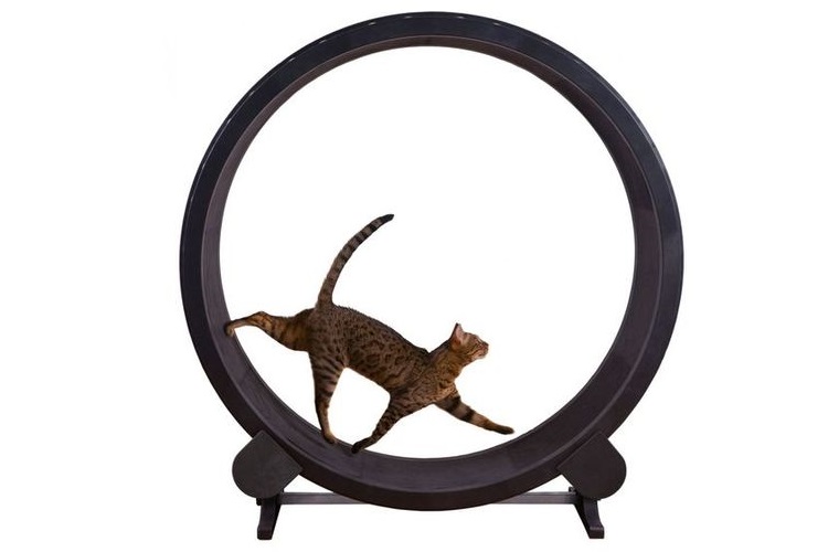 Rueda de ejercicio para gatos hecha en casa