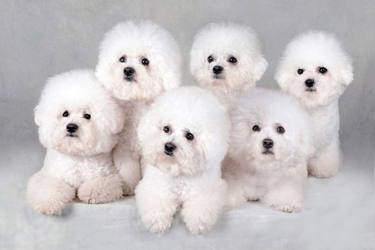 Cachorros blancos de Bichón