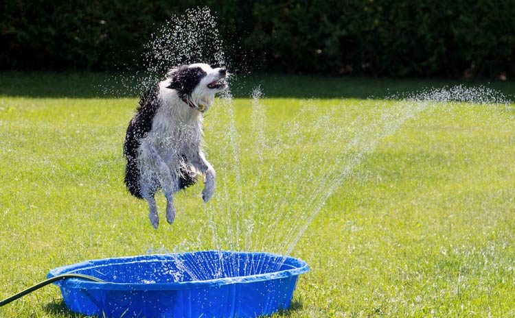 Border collie en casa