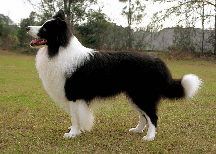 exposición de border collie