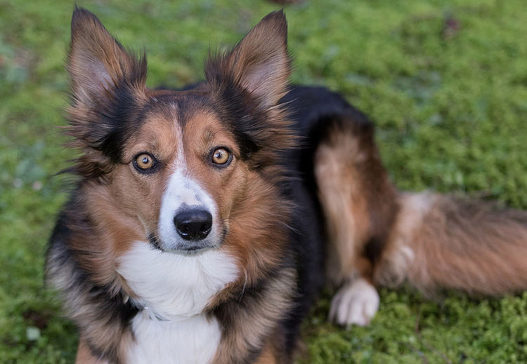 border collie marrón
